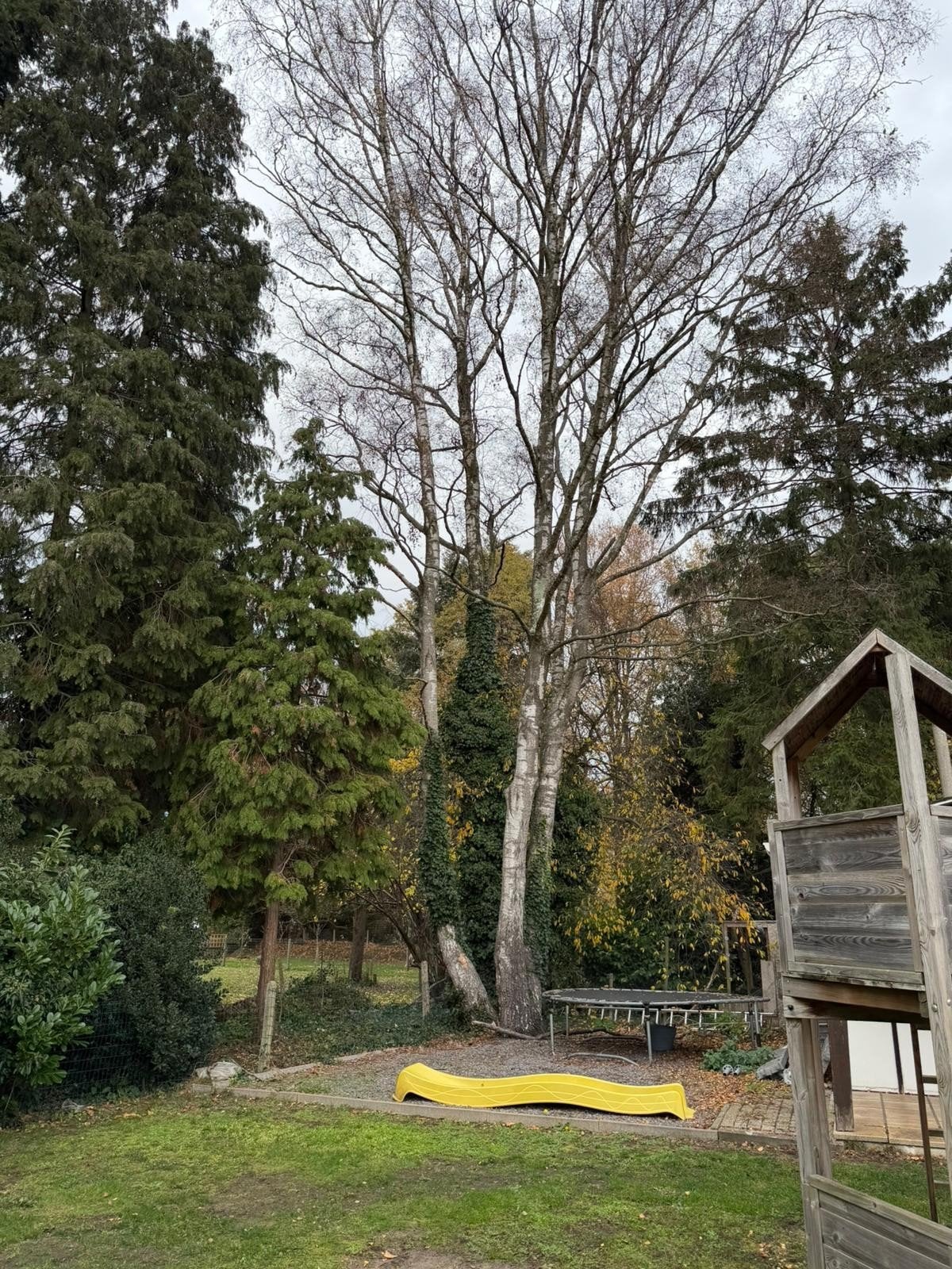 boom Berken lees omschrijving, Tuin en Terras, Ophalen