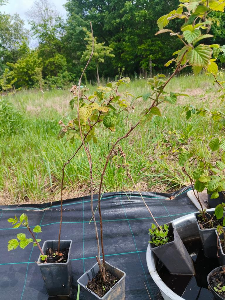 Frambozenplant, Tuin en Terras, Planten | Fruitbomen, Ophalen