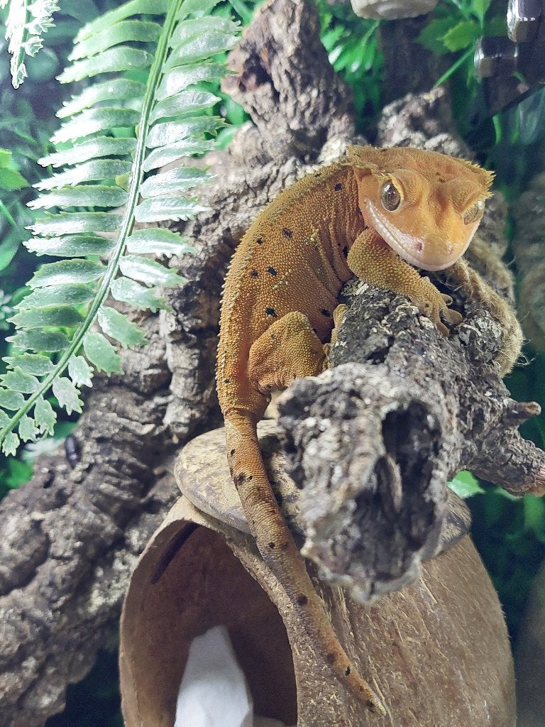 Wimpergekko, Dieren en Toebehoren