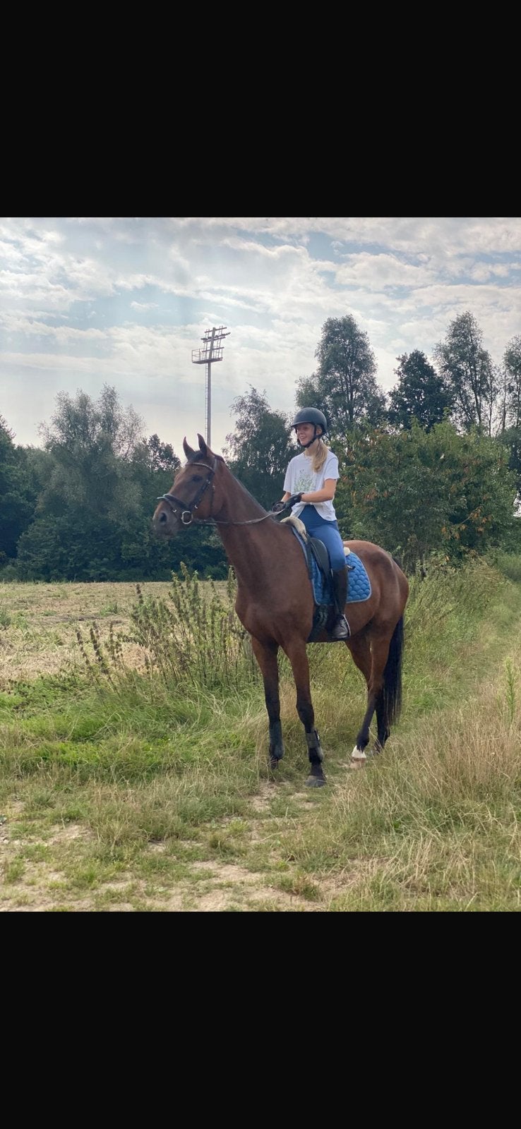 Paard te koop, Dieren en Toebehoren, Springpaard, Ruin, Met stamboom, 170 tot 175 cm