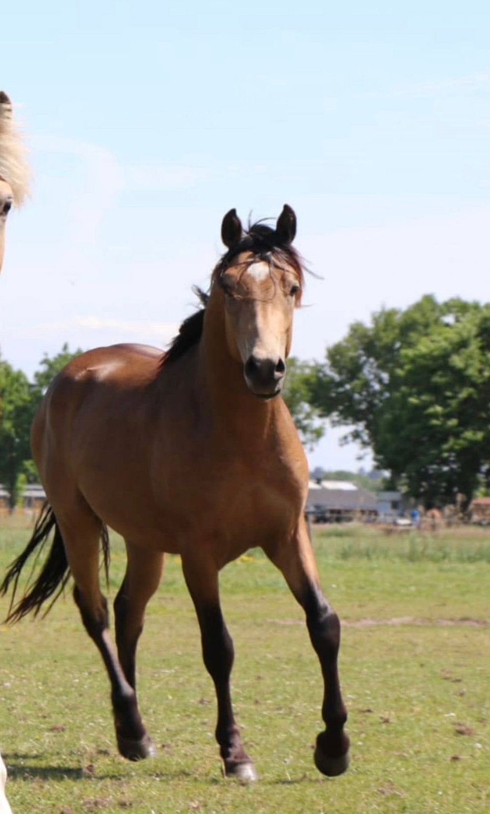 FEI prospect | valk pony | Du Bois |, Hongre, Débourré