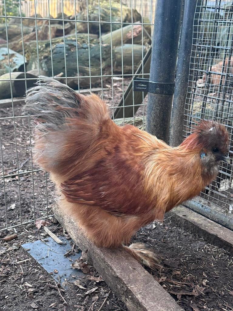 Prachtige usa zijdehoen hanen, Mâle, Poule ou poulet