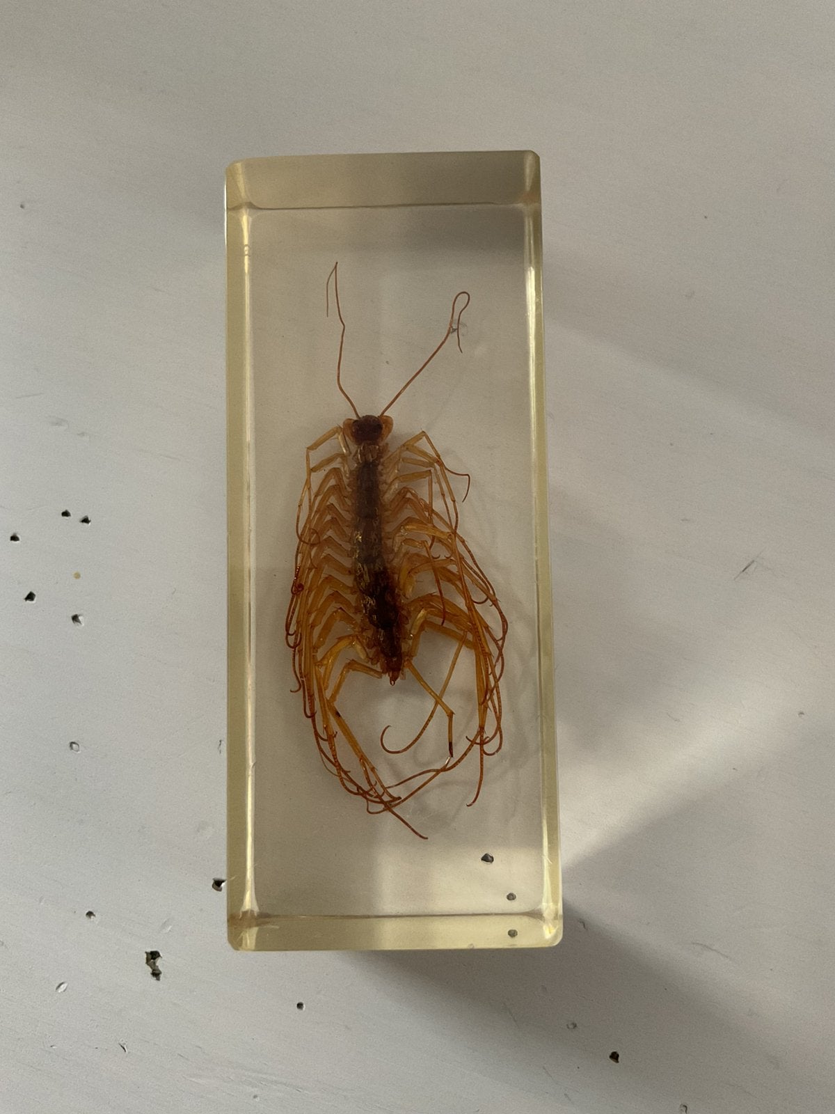 Duizenpoot in epoxy (Turkije), Enlèvement ou Envoi, Comme neuf