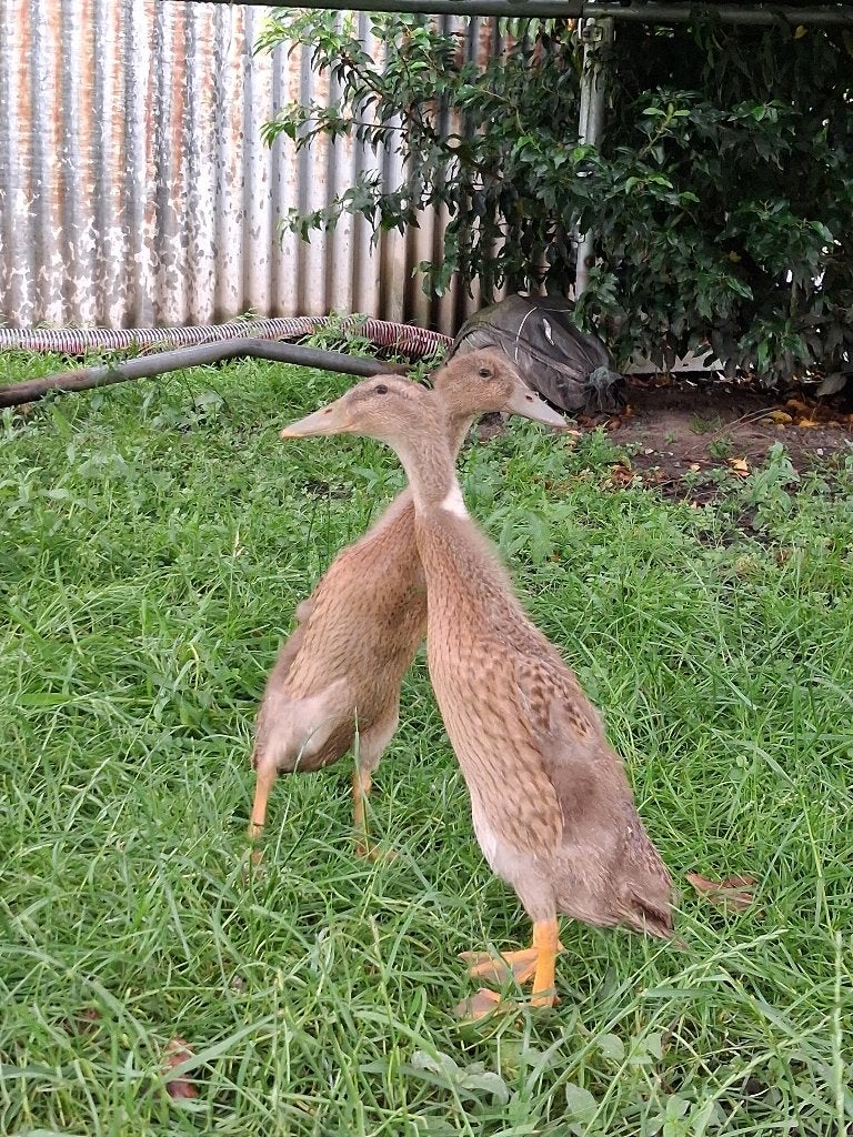 Indische loopeenden, Dieren en Toebehoren, Mannelijk, Eend