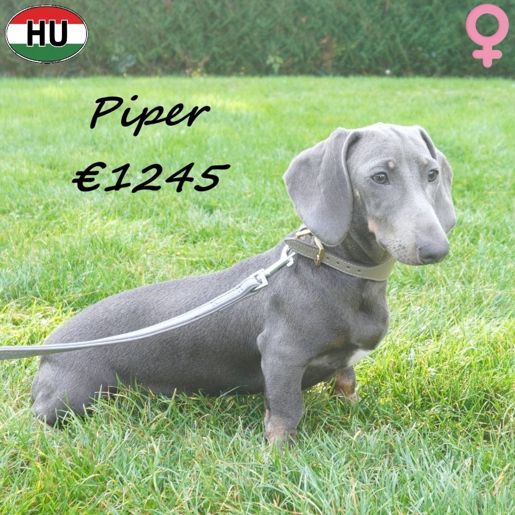 Teckel à poil court Blue Tan, Piper - À vendre, Animaux & Accessoires, 15 semaines à 1 an, Poils courts, Chienne, Étranger