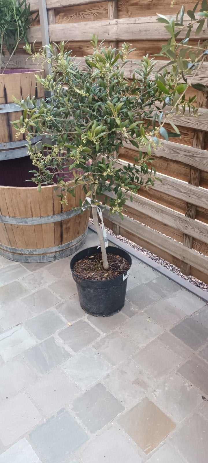 ‼️olijfbomen olea europaea aan stuntprijzen ‼️, Jardin & Terrasse, Plantes | Arbres, Enlèvement