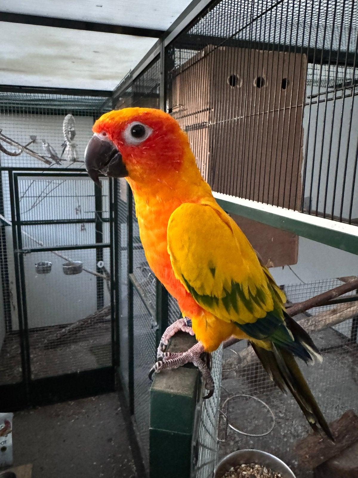 Tamme zonparkiet man, Dieren en Toebehoren, Mannelijk, Papegaai, Geringd