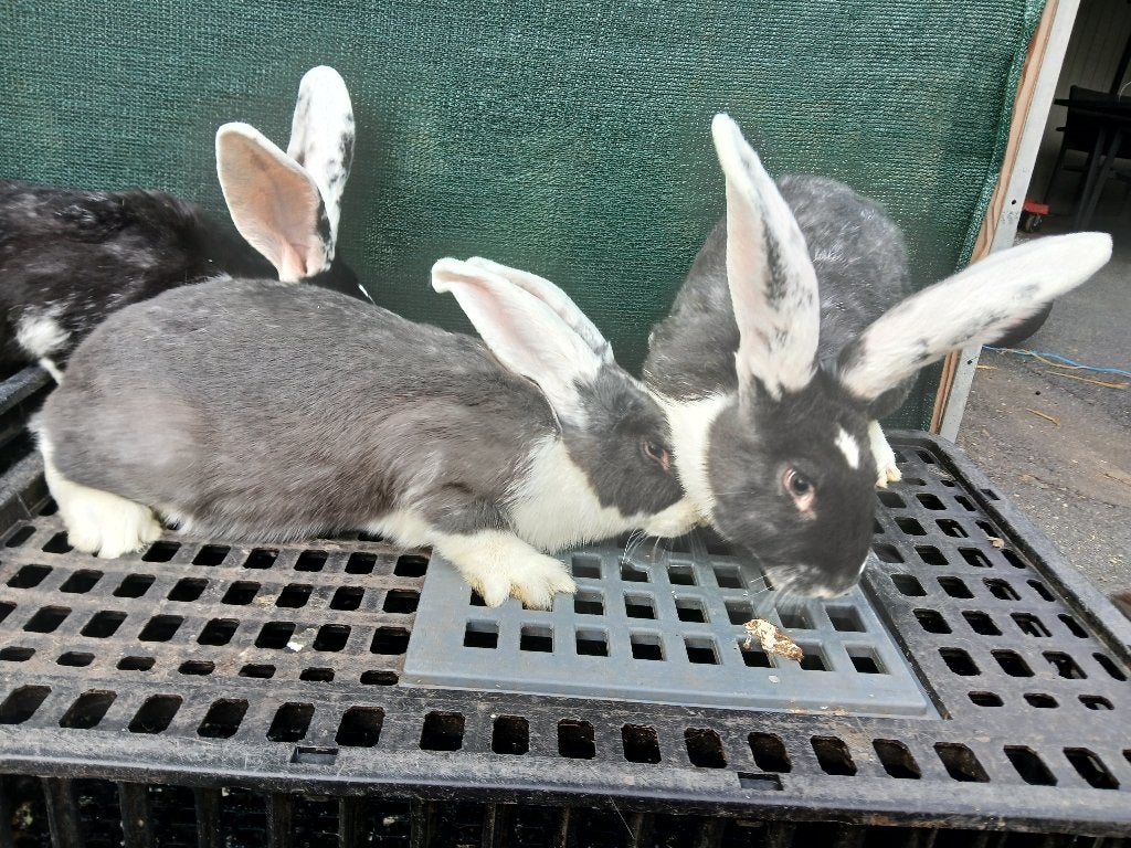Duitse reuzen, Dieren en Toebehoren, Meerdere dieren, Groot, 0 tot 2 jaar