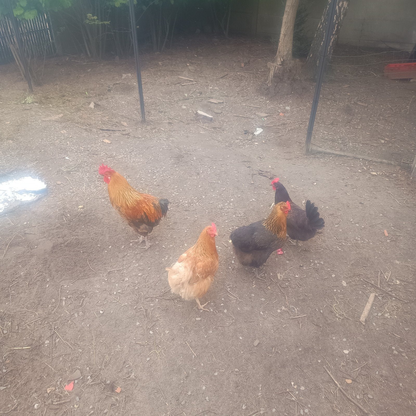 Jonge toom 3 leg kippen met aracouna haan