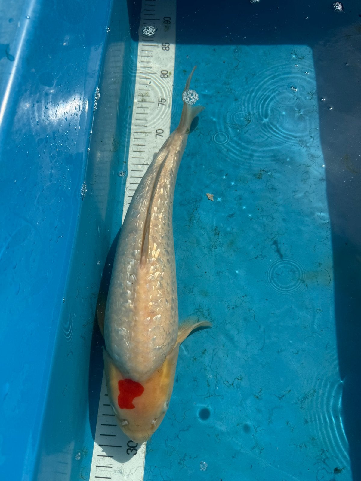 Tancho Ginrin 2 jaar Kim’s Koi