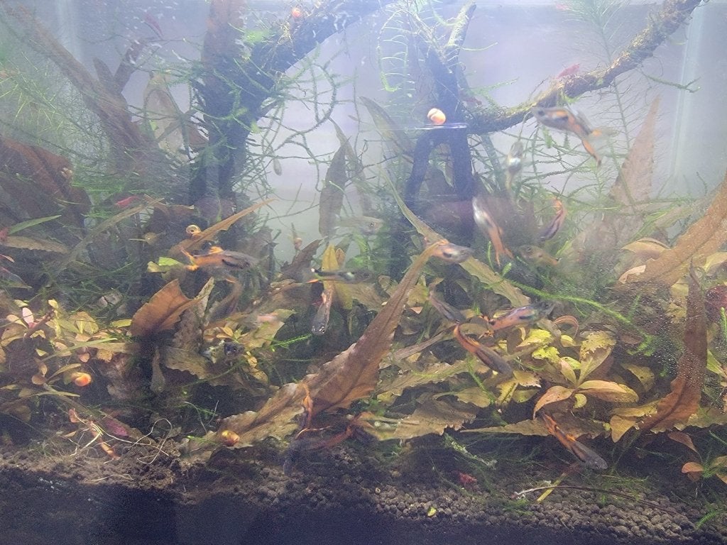 Guppy Endler, 4 pour 5€, Animaux & Accessoires, Poisson, Poisson d'eau douce