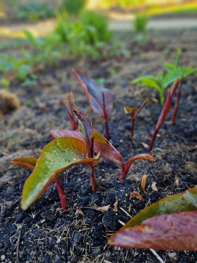 Canna Teurckheimii & Canna musafolia rubrum, Autres espèces, Plein soleil, Été, Enlèvement