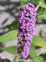 Buddleja davidii "nanhoensis"  (vlinderstruik), Tuin en Terras, Ophalen, Vlinderstruik, Struik, 100 tot 250 cm