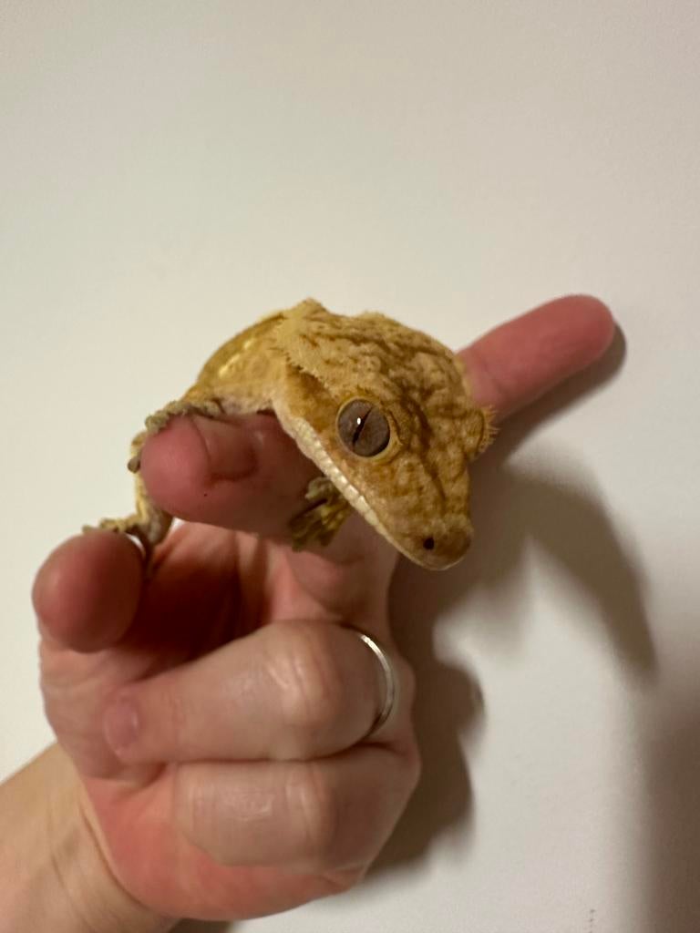 Wimpergekko gekko man 2,5 jaar oud, zonder staart