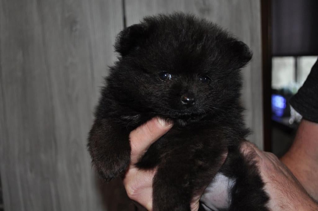 Pomeriaan/Pomeranian, Loulou, Chien (mâle), Belgique, 8 à 15 semaines