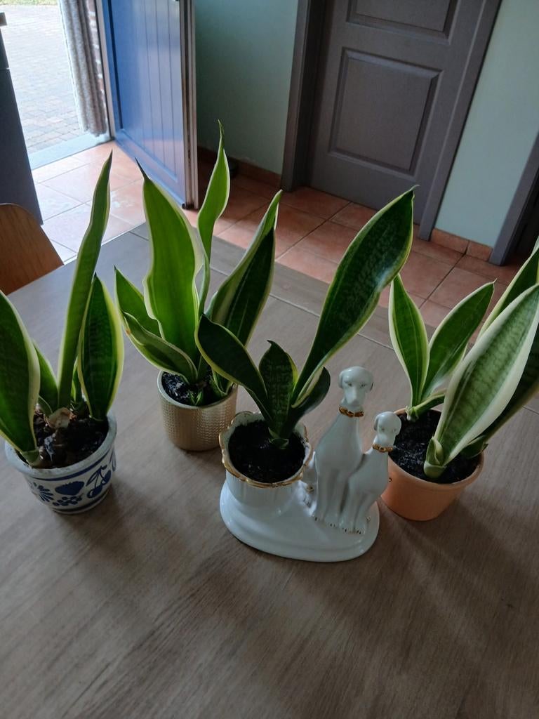 Sanseveria 4 stuks 25 €, Ophalen