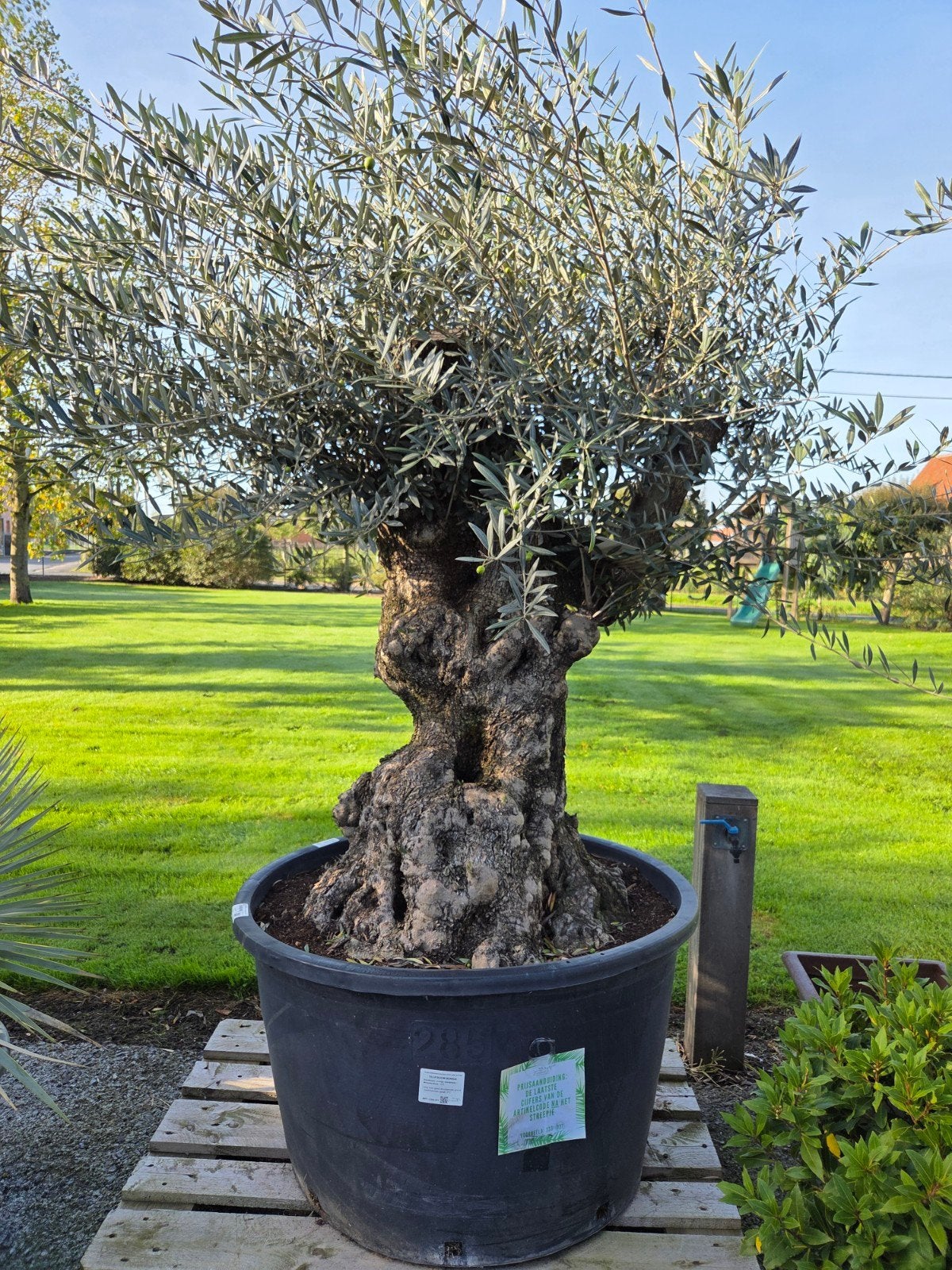Olijfboom Olea Europaea Bonsai, Tuin en Terras, Ophalen, Olijfboom