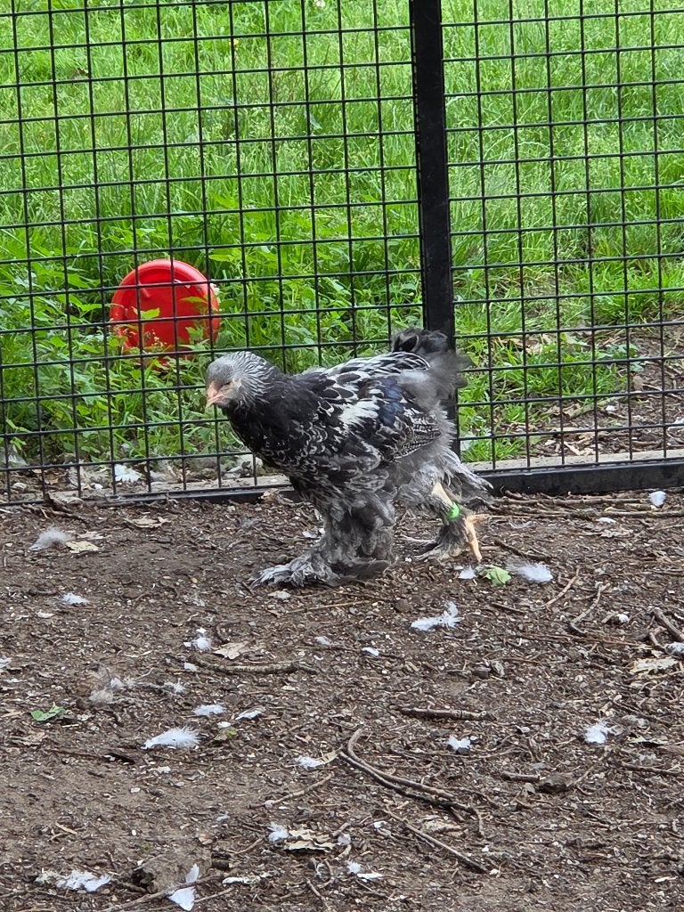Brahma zilverpatrijs haantje, Mâle, Poule ou poulet