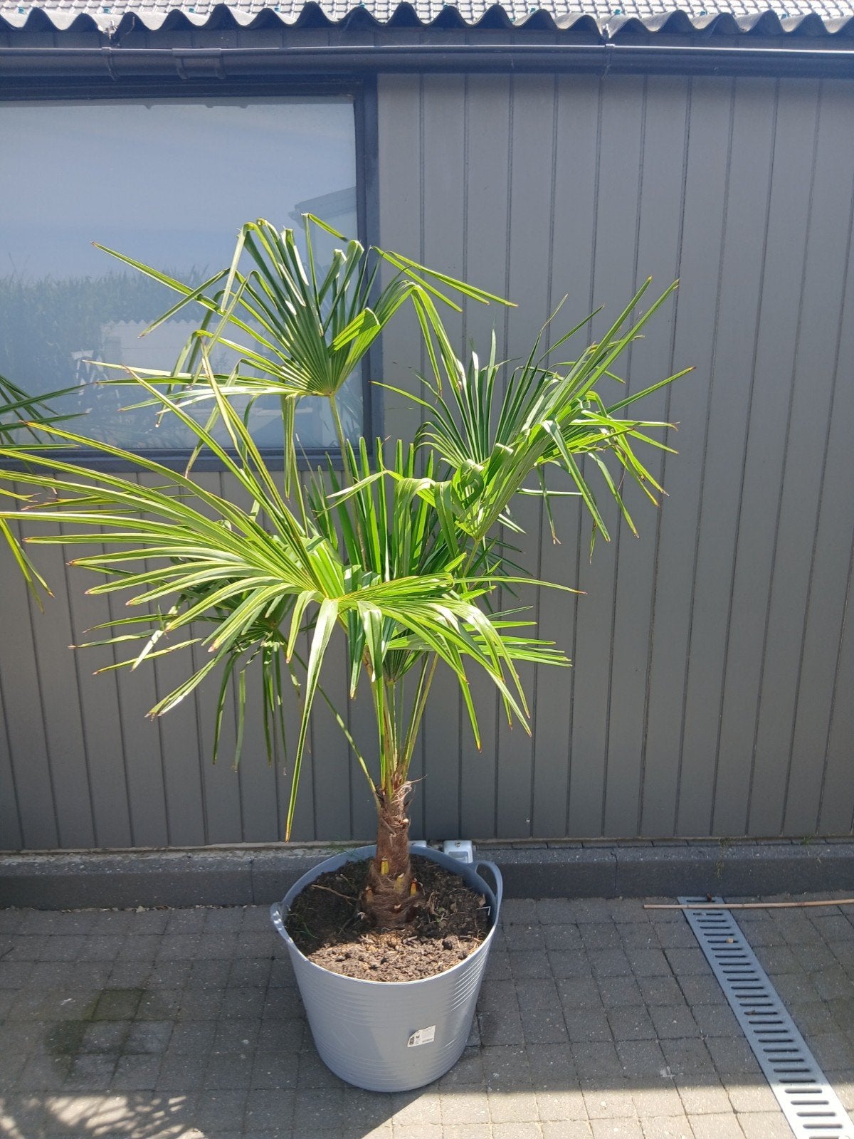 palmboom in pot, Ophalen, In pot, Palmboom