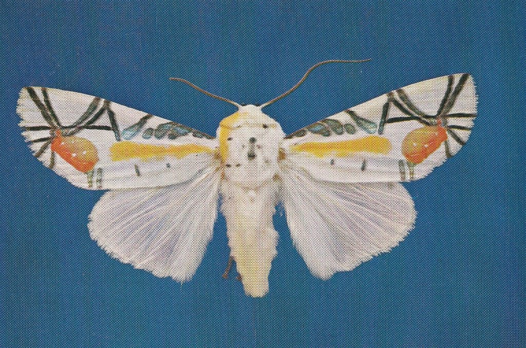 TROPISCHE  MOT, Collections, Cartes postales | Animaux, Envoi, Non affranchie, Autres