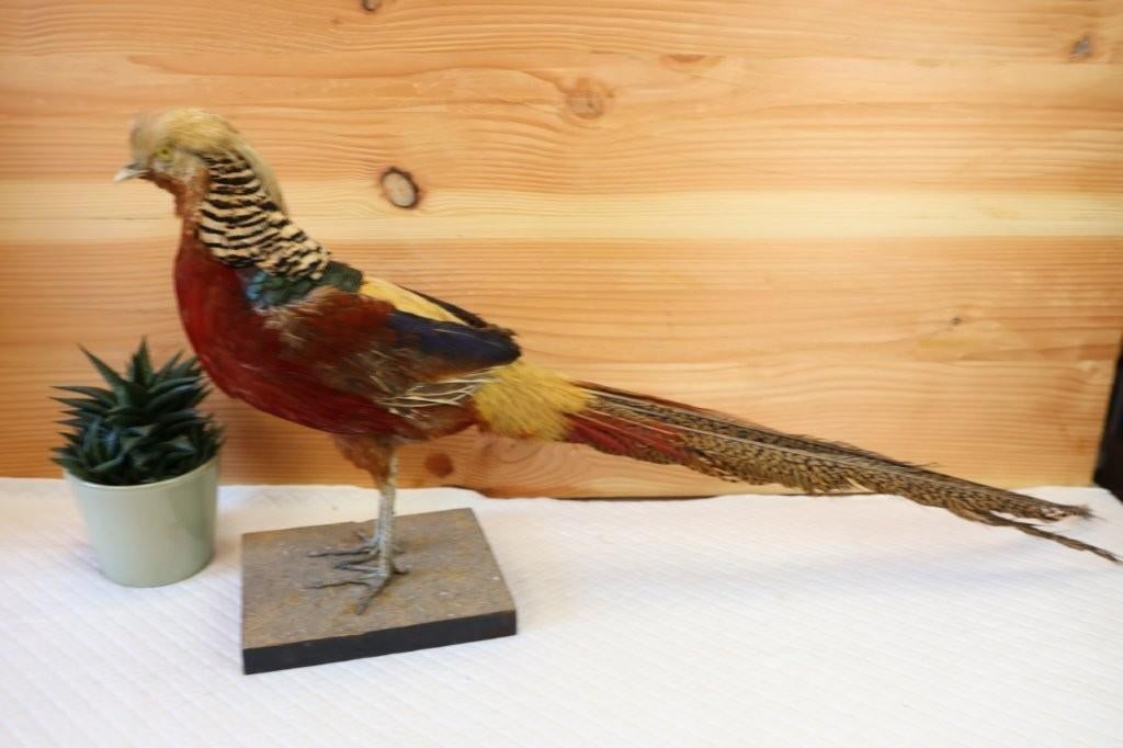 Taxidermie - opgezette fazant goudfazant, Verzamelen, Ophalen of Verzenden, Gebruikt, Opgezet dier