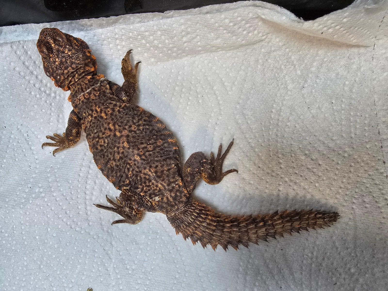 Prachtige rode doornstaartagame (Uromastyx geyri “Red”), Amfibie