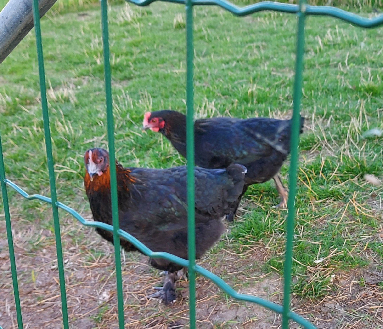 marans kippen