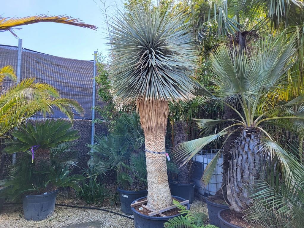 Yucca rostrata extra. Tige épaisse de 2 m 20 de haut, 3 m au, Enlèvement
