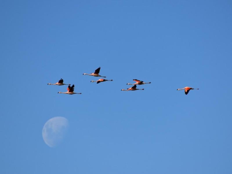 Foto op Plexiglas 80 x 60 - Fly-me-ngo to the moon, Ophalen