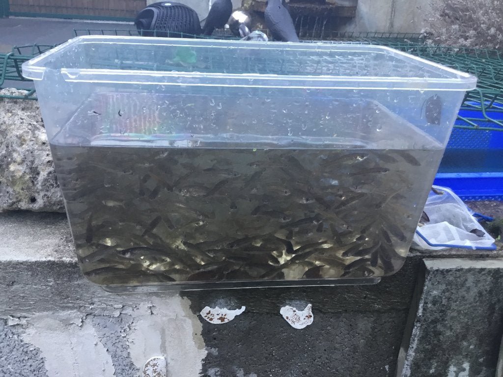Kleine graskarpers, Dieren en Toebehoren, Karper of Koi
