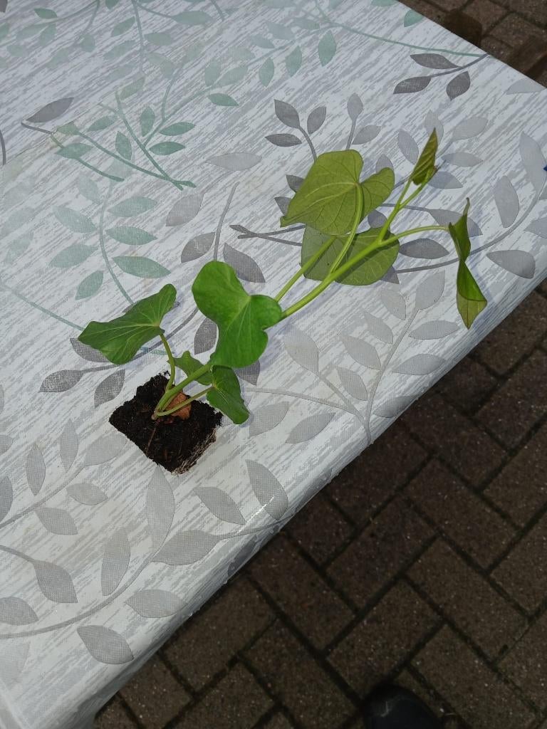 Zoete aardappel stekjes, Ophalen, Nieuw, Overige typen