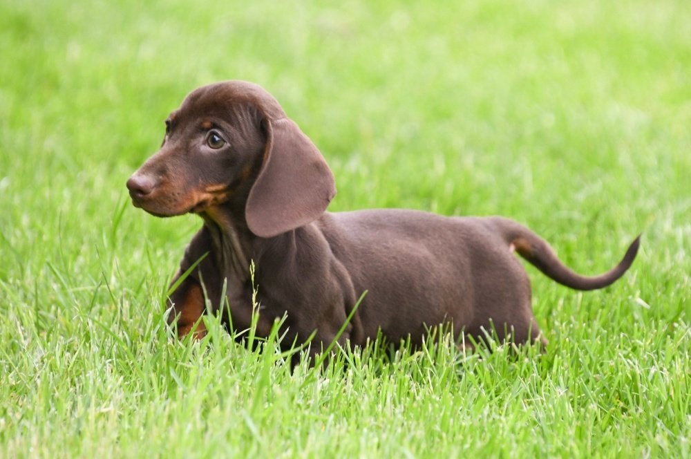 Dwergteckel pups te koop, 15 weken tot 1 jaar, Reu, Dwerg, Parvo