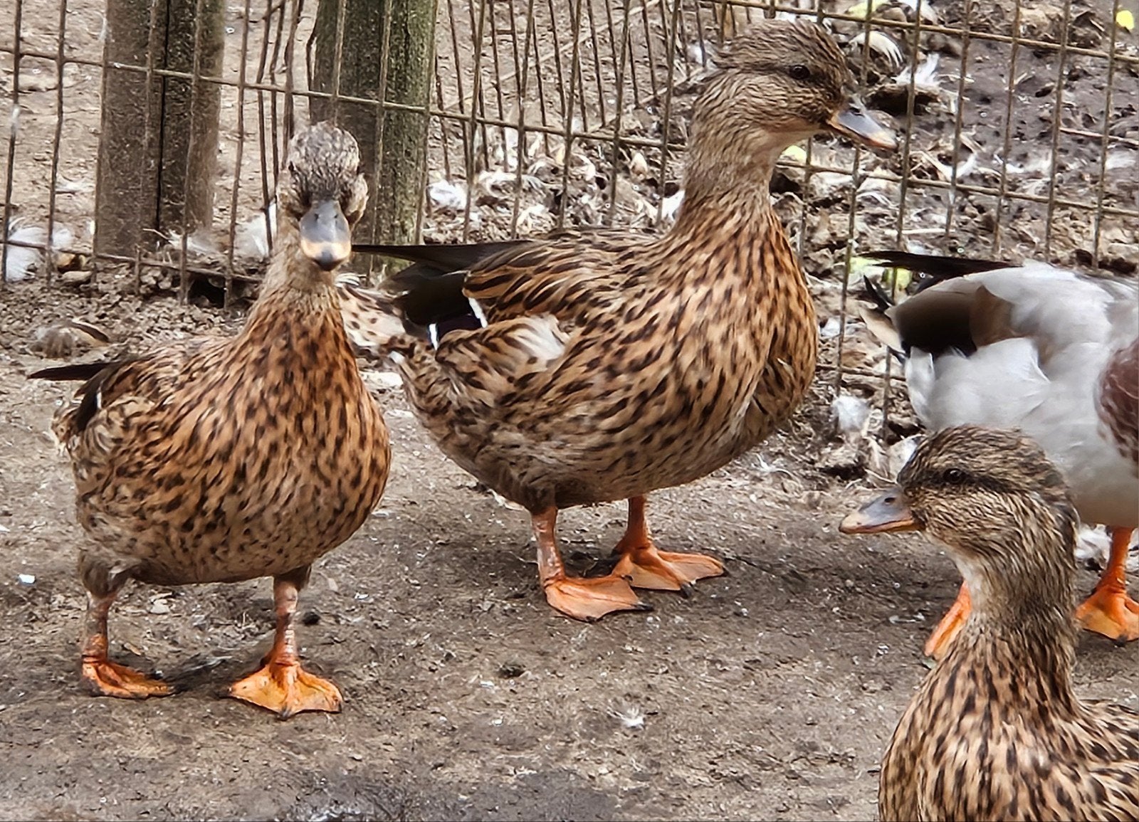 Koppel kwakers Wildkleur