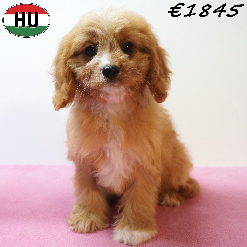Cavapoo (femelles), chiots mignons à vendre, 15 semaines à 1 an, Plusieurs, Étranger, Commerçant