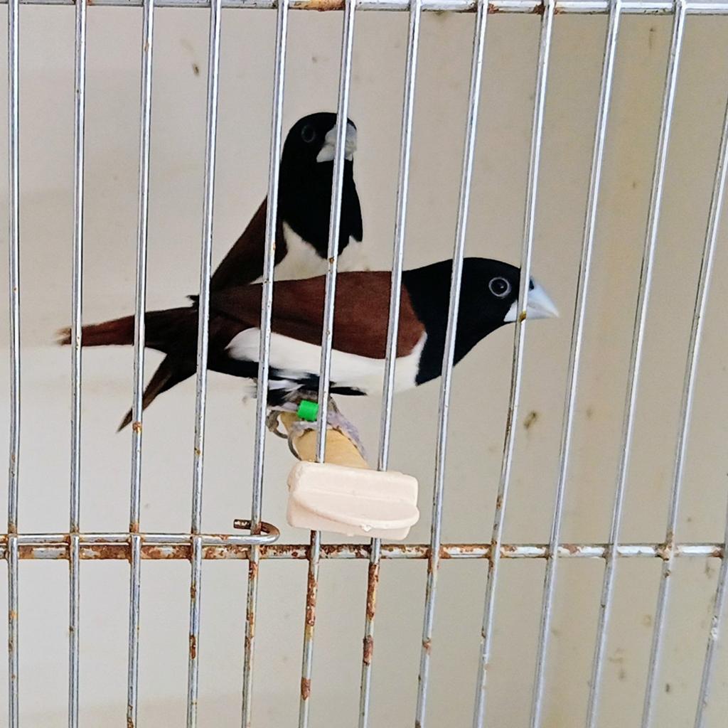 Verschillende koppels driekleurnonnen te koop, Plusieurs animaux, Oiseau tropical, Bagué