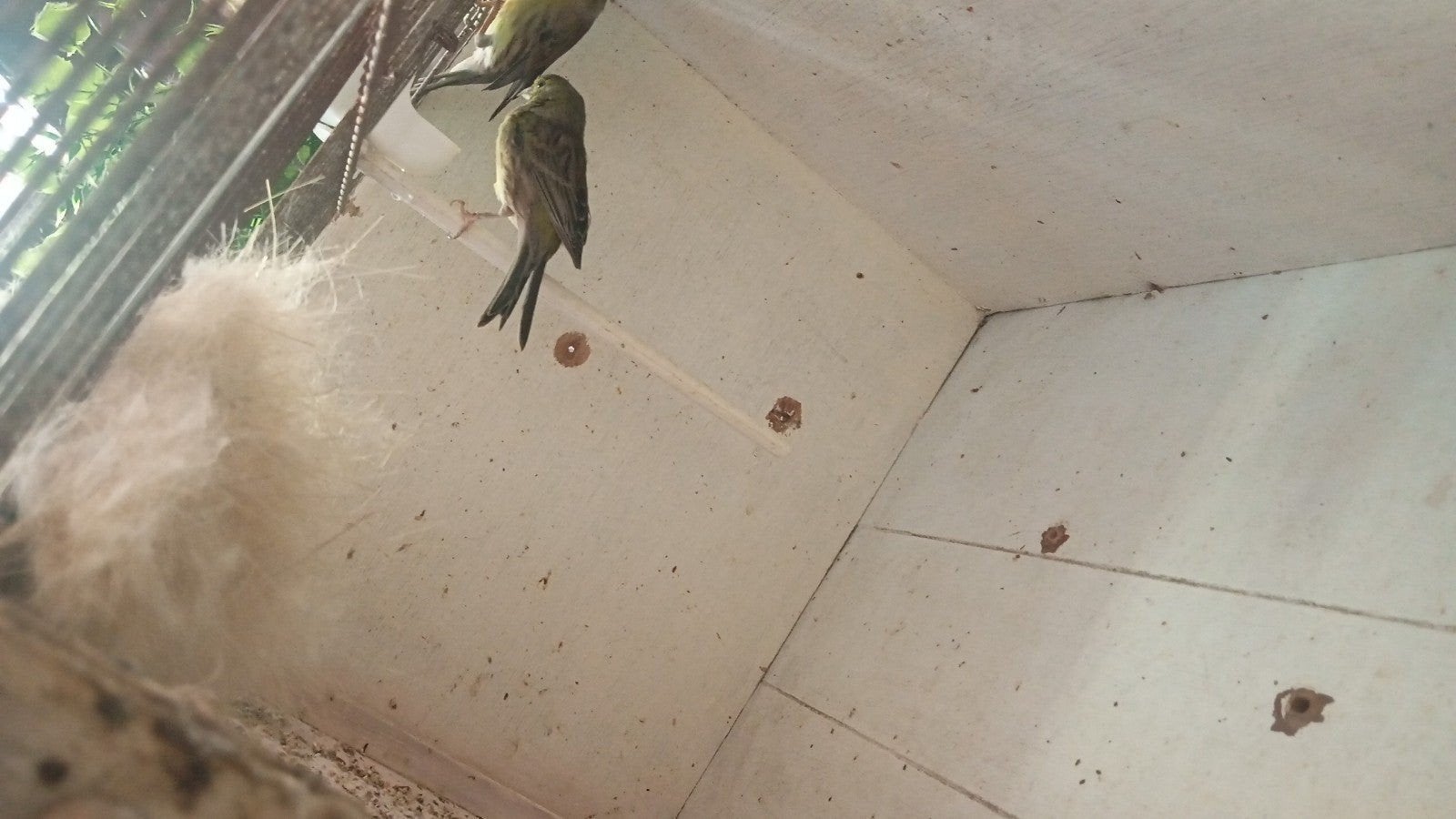 Koppel wilde kanaries 24, Animaux & Accessoires, Oiseaux | Oiseaux Autre, Bagué