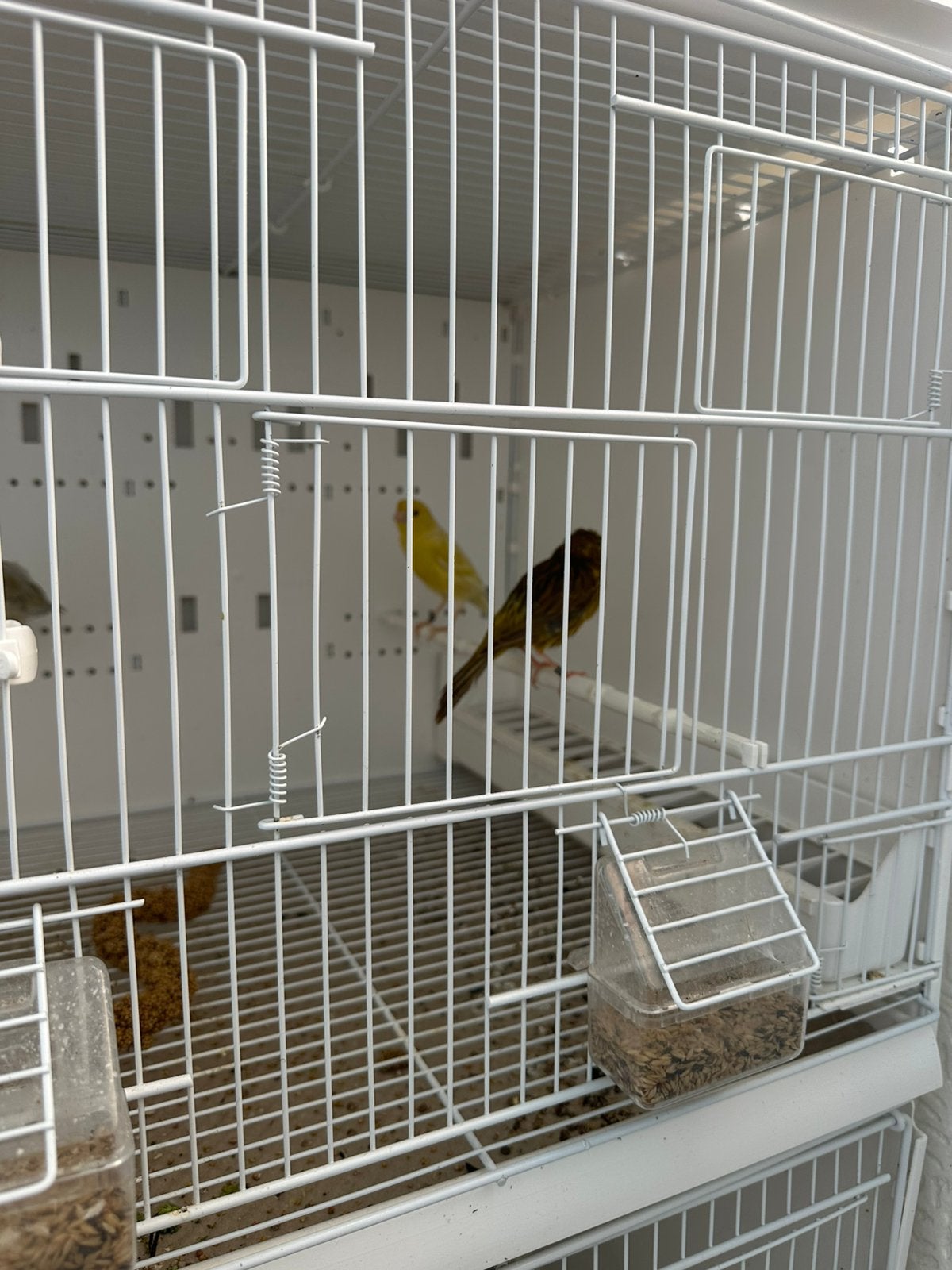 Canaris jaspe