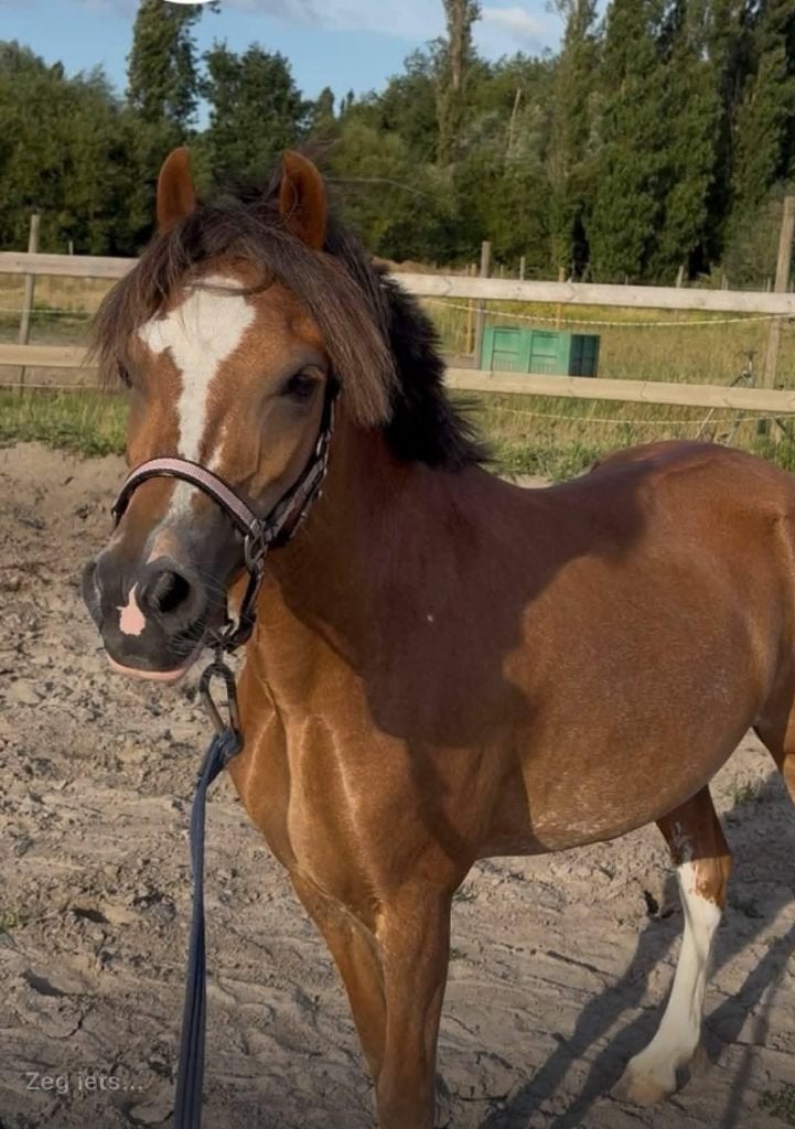 Welsh A pony met stamboom, Avec pedigree, Débourré, Poney A (jusqu'à 1.17 m), Poney de saut