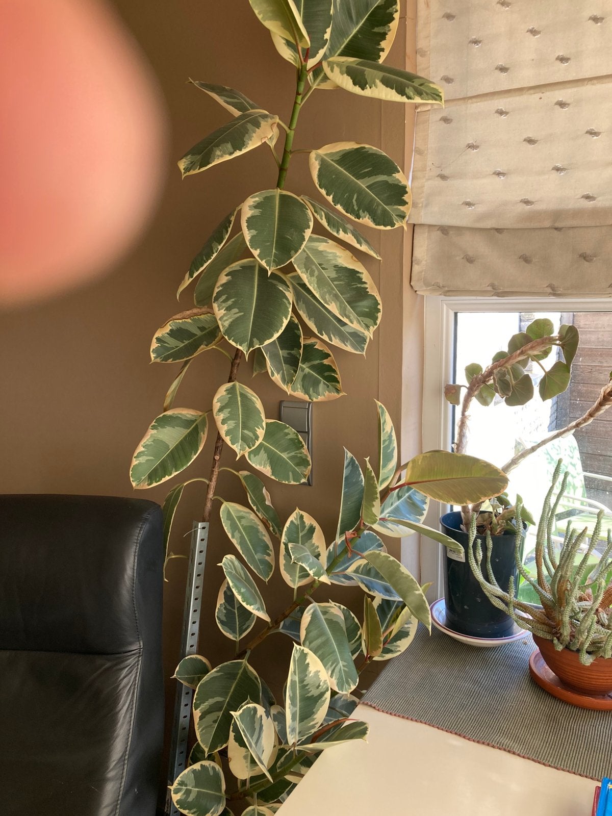 Indische rubberboom (ficus), Ophalen, Ficus