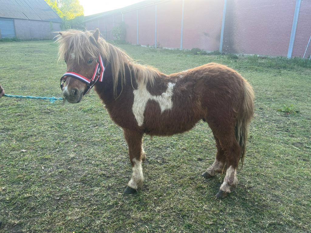 Zeer brave ruin 2,5j, Dieren en Toebehoren, Pony's, Ruin