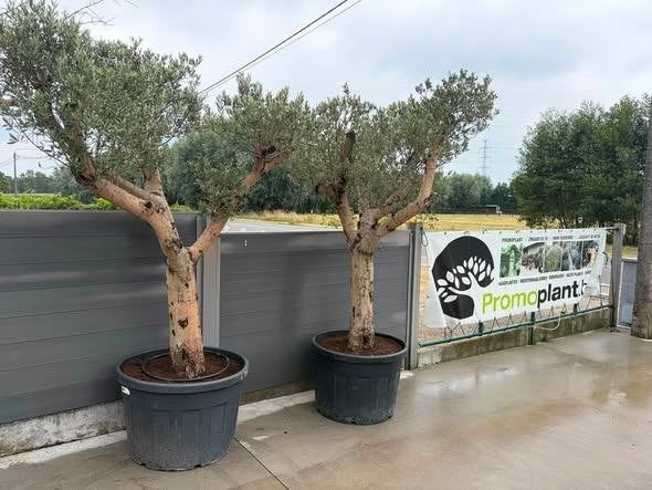 ‼️Super PROMO bij PROMOplant‼️🌳olijfbomen 🌴, Ophalen