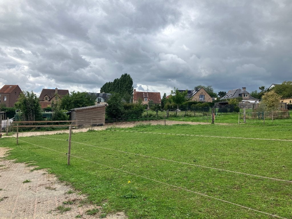 Paardenweide, Weidegang, 4 paarden of pony's of meer
