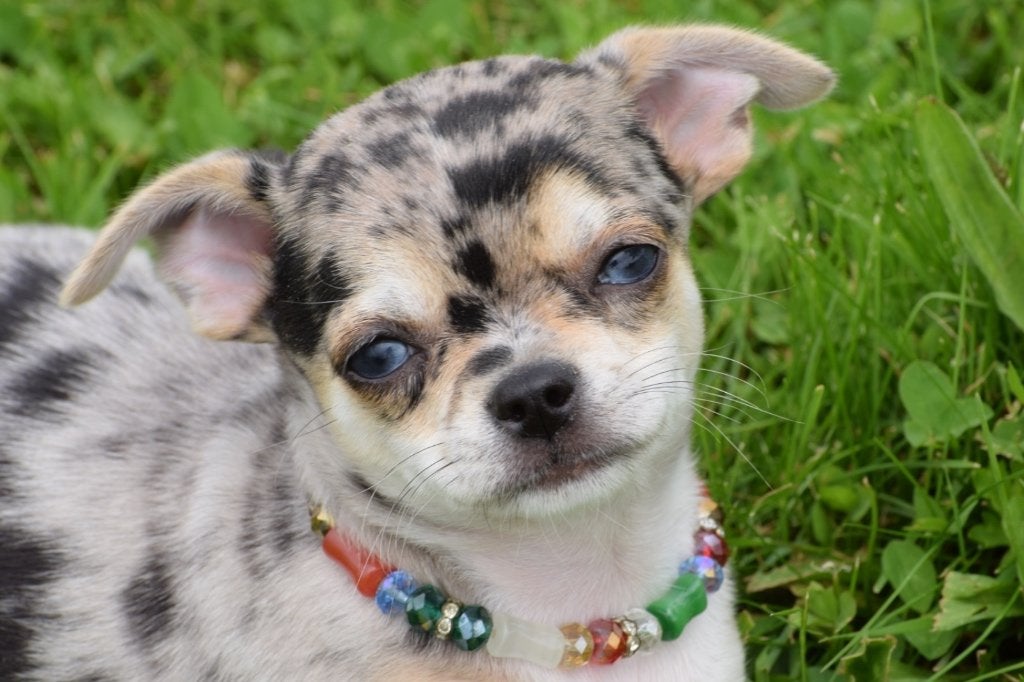 Chihuahua pups klein blijvend, België, 15 weken tot 1 jaar, Parvo, Meerdere