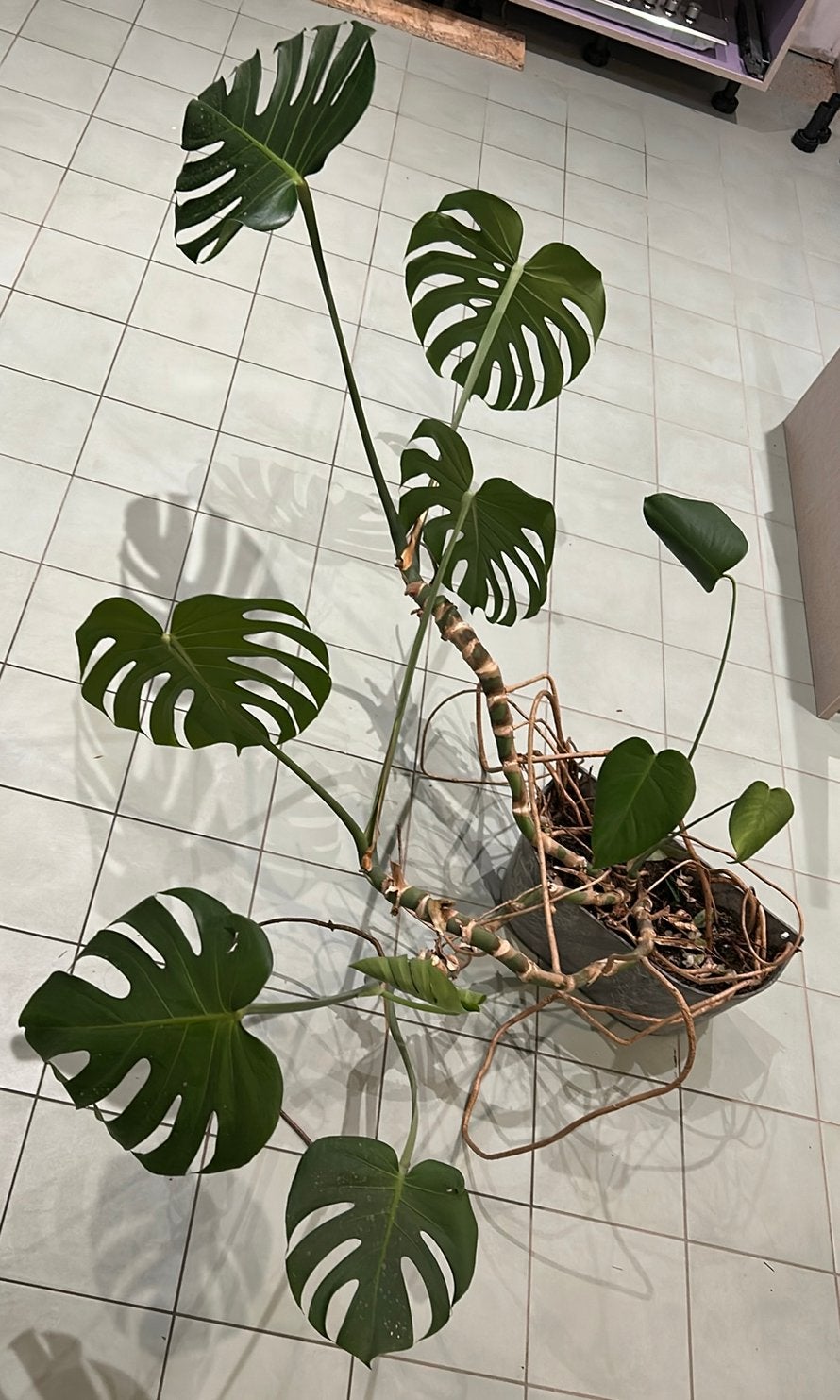 Monstera deliciosa, Jardin & Terrasse, Plantes | Arbres, Autres espèces, Enlèvement, Ombre partielle, Ne fleurit pas