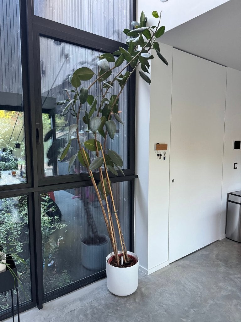 Ficus elastica (rubberplant), 4 jaar, ruim 2,5 m hoog, Ophalen, Ficus, Halfschaduw, 200 cm of meer