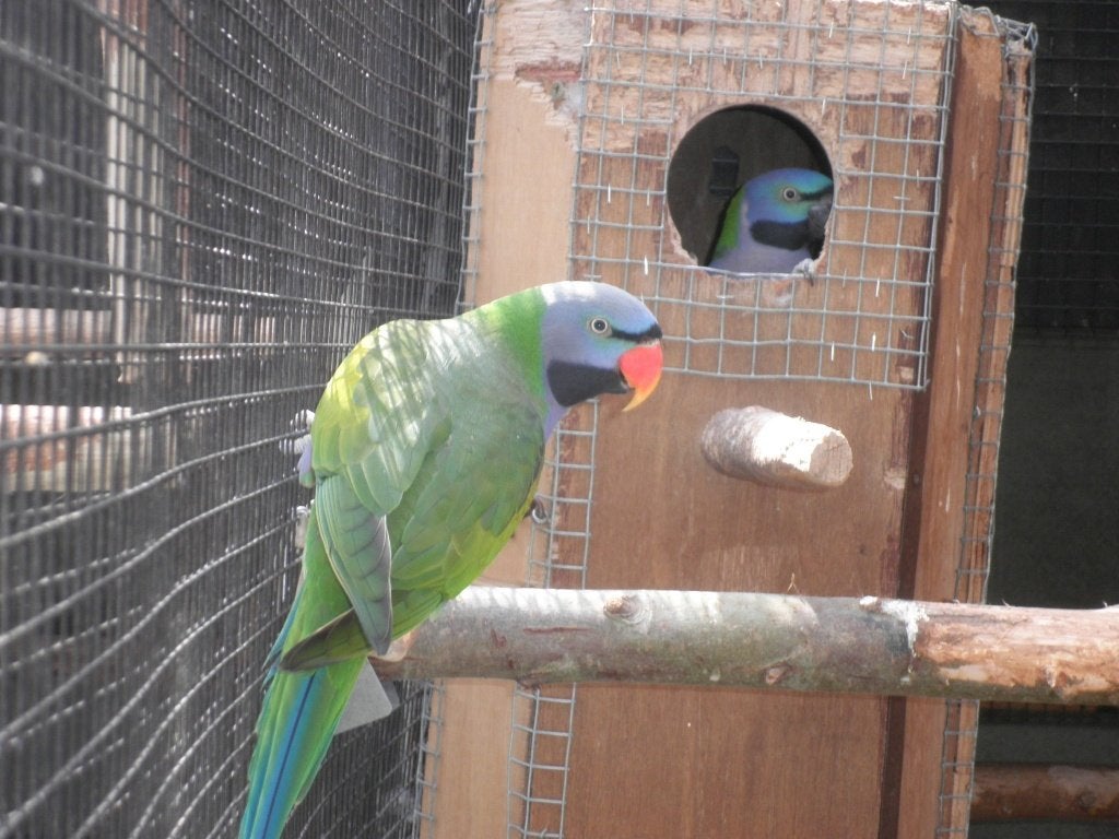 perruches, Animaux & Accessoires, Perruche, Bagué