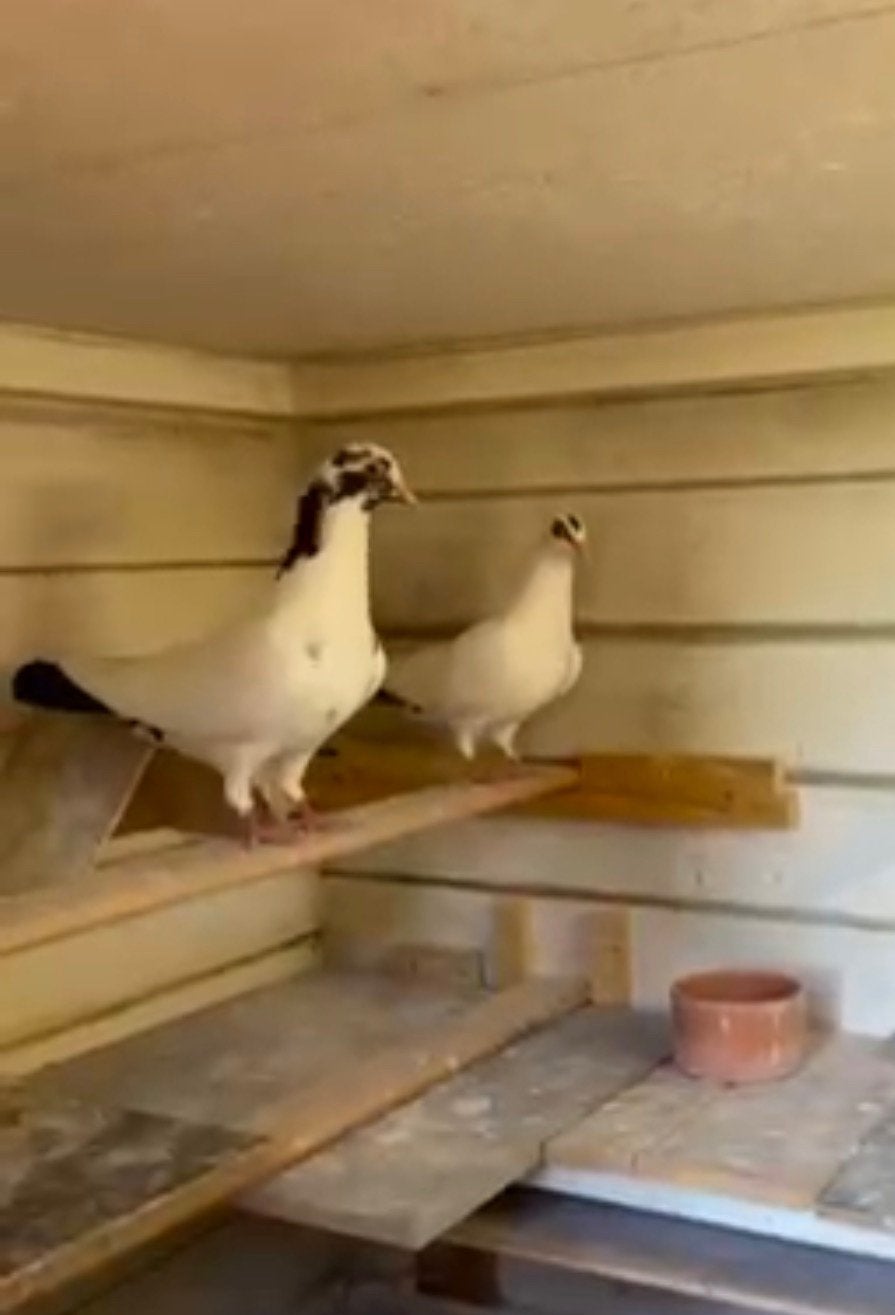2 jonge sierduifjes (goed tehuis gezocht), Meerdere dieren, Overige soorten