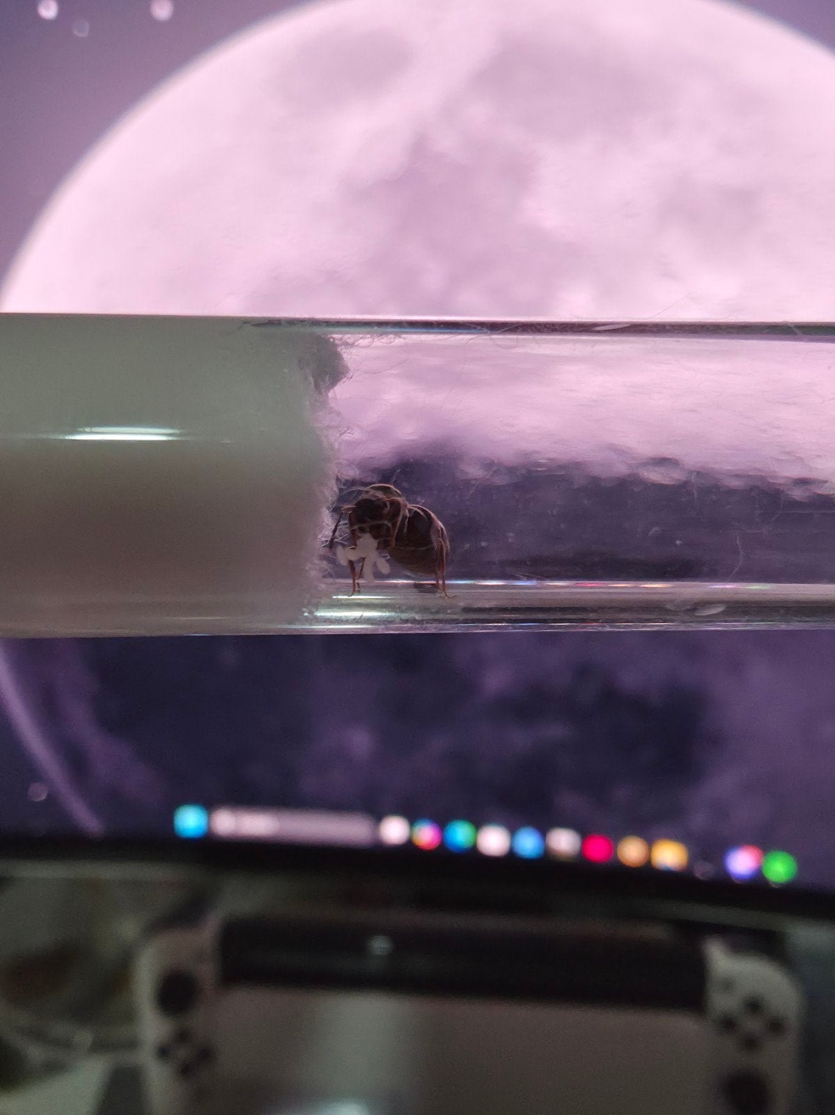 Lasius niger mier met broed, Games en Spelcomputers, Spelcomputers | Sony PlayStation 3, Ophalen