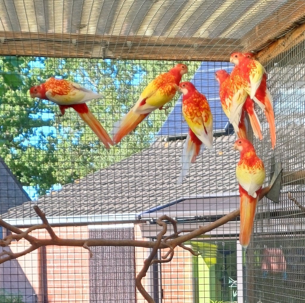 rubino rosella's 2026, Plusieurs animaux, Perruche, Bagué