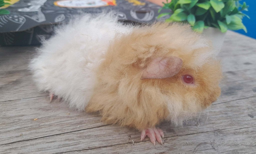 2 alpaca en 3 cali beertjes, Dieren en Toebehoren, Knaagdieren, Juni, Mannelijk, Cavia